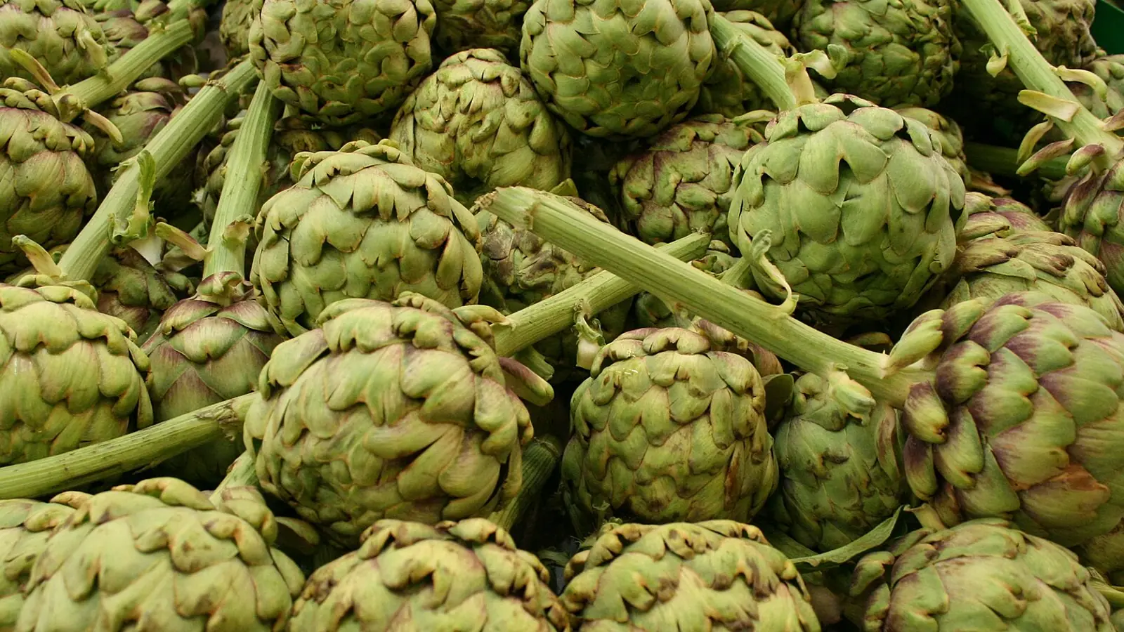 Alcachofas de la huerta de Murcia recién cortadas, con el tallo y las hojas exteriores verdes