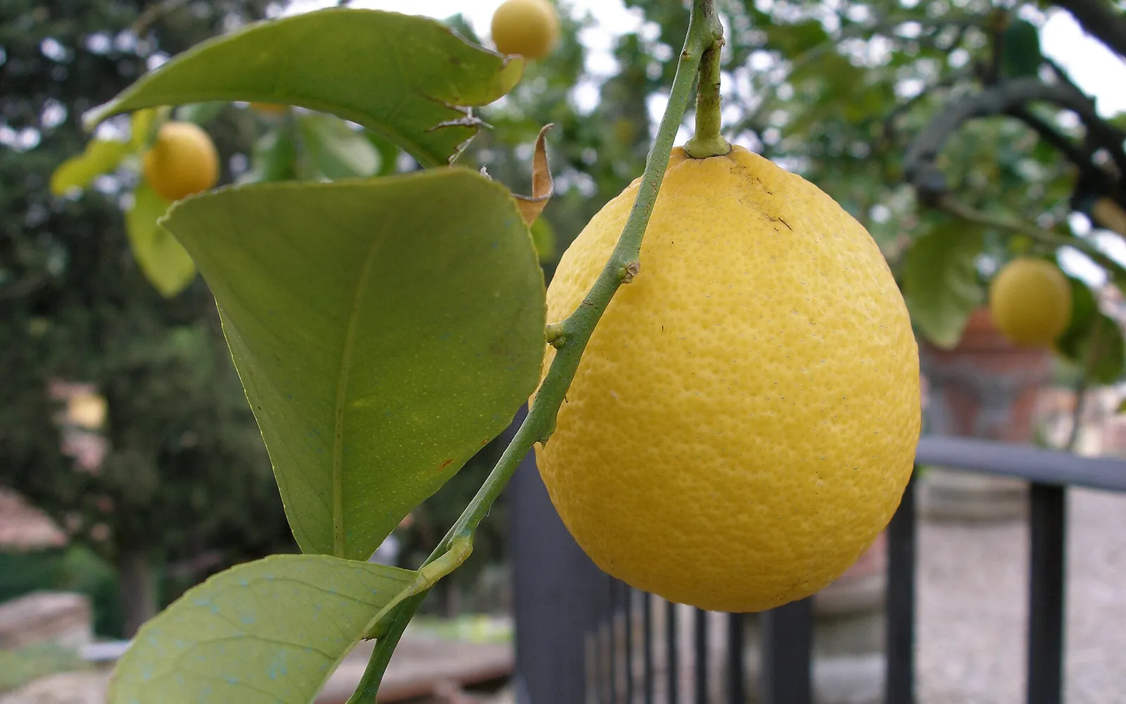 Limonero cargado de limones en la huerta de Murcia