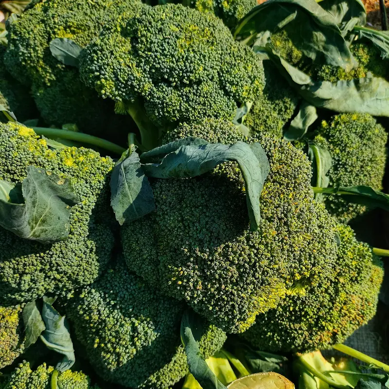 Brócoli