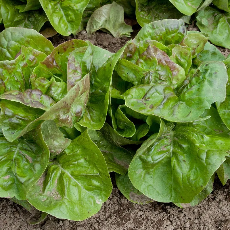 Lechuga