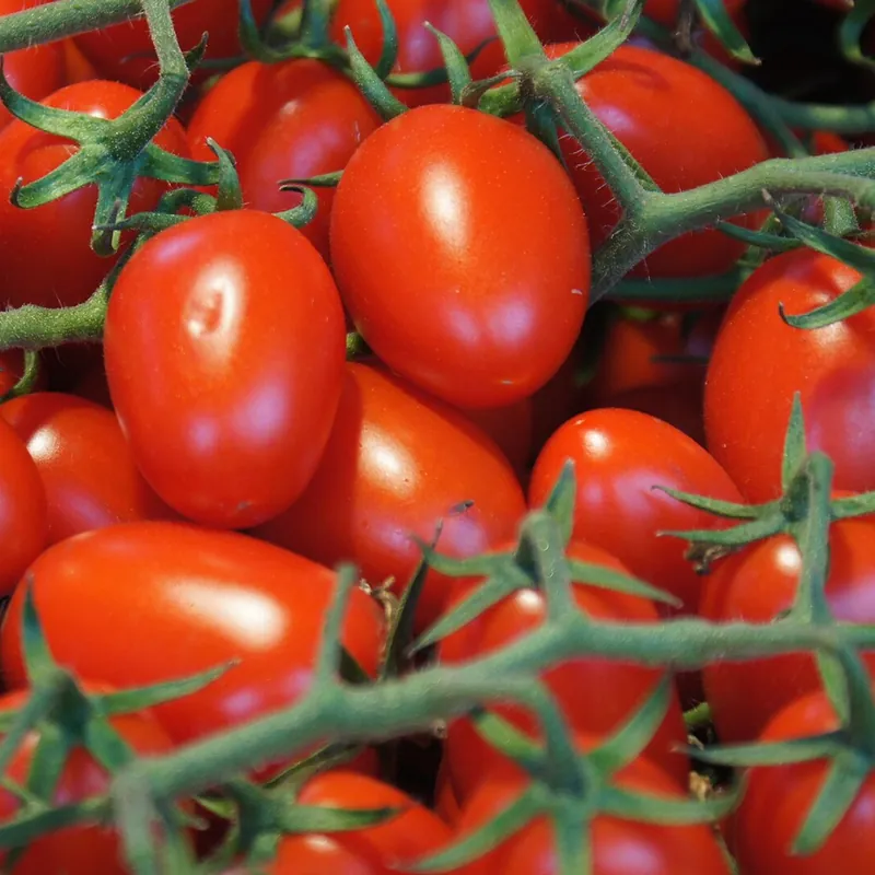 Tomate